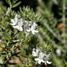 Coastal Rosemary (Westringia fruticosa)