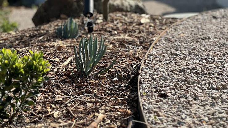 How to Create a Low-Maintenance Garden