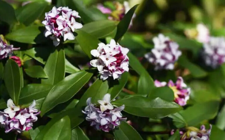 Winter Blooming Plants for Mornington Peninsula Gardens