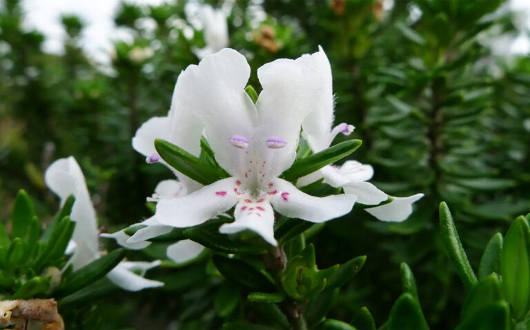 Best Hedging Plants for Coastal Privacy on the Peninsula