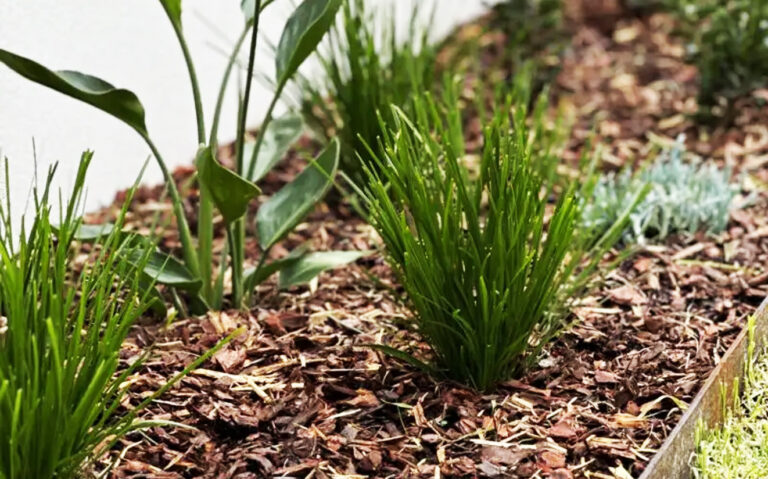 Landscape Maintenance Tips on the Mornington Peninsula