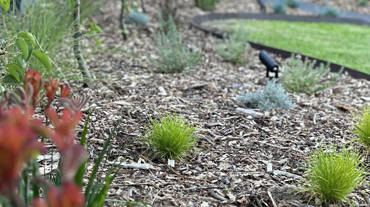 5 Stunning Hidden Gem-Coloured Houseplants to Elevate Your Interiors