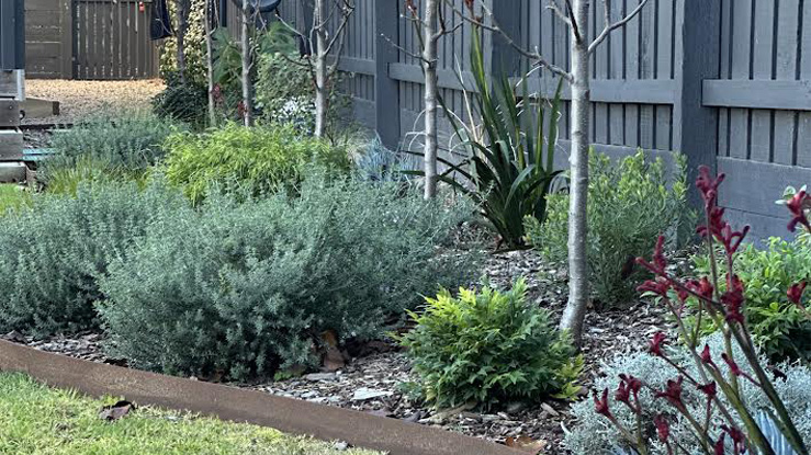 Spring Flowering Plants for Mornington Peninsula Gardens